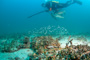 slides/IMG_4290_Edit.jpg Catch, Coral Sea Fans Rocks, David, DavidsLuck, Gulf Fish Dive June 12 2010 IMG_4290_Edit