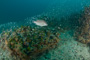 slides/IMG_4415.jpg Coral Sea Fans Rocks, GrouperLed, Gulf Fish Dive June 12 2010, Hogfish IMG_4415