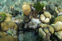 slides/IMG_6036.jpg Coral Sea Fans Rocks, Looe Key, UW Music Festival July 10 2010! IMG_6036