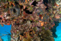 slides/IMG_6301_Edit.jpg Coral Sea Fans Rocks, Lobster, Looe Key, UW Music Festival July 10 2010! IMG_6301_Edit