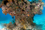 slides/IMG_6302_Edit.jpg Coral Sea Fans Rocks, Lobster, Looe Key, UW Music Festival July 10 2010! IMG_6302_Edit
