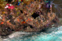 slides/IMG_6307_Edit.jpg Coral Sea Fans Rocks, Lobster, Looe Key, UW Music Festival July 10 2010! IMG_6307_Edit