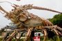 slides/IMG_6658_1.jpg Giant Lobster Islamorada July 16 2010, Huge Lobster IMG_6658_1