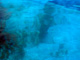 slides/IMG_6774_Edit.jpg Looe Key July 12 2010, On Water, Spotted Eagle Ray IMG_6774_Edit