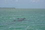 slides/IMG_7005_Edit_1.jpg Dolphin, On Water, Spearfishing Backside July 20 2010 IMG_7005_Edit_1