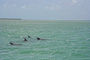slides/IMG_7006_Edit.jpg Dolphin, On Water, Spearfishing Backside July 20 2010 IMG_7006_Edit