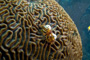 slides/IMG_7587_Edit.jpg Busch and American Shoals July 22 2010, Coral Sea Fans Rocks IMG_7587_Edit