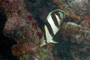 slides/IMG_7640_Edit.jpg Busch and American Shoals July 22 2010, Butterflyfish, Coral Sea Fans Rocks IMG_7640_Edit
