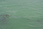 slides/eosxtIMG_6892_Edit.jpg Cudjoe Summerland July 18 2010, Dolphin, On Water eosxtIMG_6892_Edit
