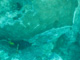 slides/CRW_1608.jpg Coral Sea Fans Rocks, Good50ft, Spearfishing Atlantic July 26 2010, YellowTail Damselfish CRW_1608