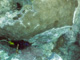 slides/CRW_1608_Edit.jpg Coral Sea Fans Rocks, Good50ft, Spearfishing Atlantic July 26 2010, YellowTail Damselfish CRW_1608_Edit