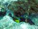 slides/CRW_1614_Edit.jpg Coral Sea Fans Rocks, Good50ft, Spearfishing Atlantic July 26 2010, YellowTail Damselfish CRW_1614_Edit