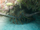 slides/CRW_1669.jpg Coral Sea Fans Rocks, Lobster, Looe Key July 30 2010 CRW_1669