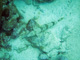 slides/CRW_7006_Edit.jpg Coral Sea Fans Rocks, Good50ft, Sand Diver, Spearfishing Atlantic July 26 2010 CRW_7006_Edit