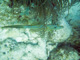 slides/CRW_7094_Edit.jpg Coral Sea Fans Rocks, Looe Key July 30 2010, Scrawled Filefish CRW_7094_Edit