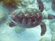 slides/CRW_7145_Edit.jpg Coral Sea Fans Rocks, Looe Key July 30 2010, Turtle CRW_7145_Edit