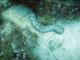 slides/CRW_7186_Edit.jpg OkieDokie, Sea Cucumber, Spearfishing Atlantic July 31 2010 CRW_7186_Edit