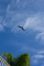 slides/IMG_7255.jpg Frigate Bird, Spearfishing Atlantic July 26 2010 IMG_7255
