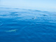 slides/IMG_7618.jpg Cruise to Vandenberg July 30 2010, Dolphin IMG_7618