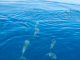 slides/IMG_7619.jpg Cruise to Vandenberg July 30 2010, Dolphin IMG_7619