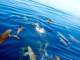 slides/IMG_7620_Edit.jpg Cruise to Vandenberg July 30 2010, Dolphin IMG_7620_Edit