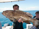 slides/IMG_7798.jpg Catch, David, Erik, Grouper, OkieDokie, Spearfishing Atlantic July 31 2010 IMG_7798
