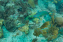 slides/IMG_7930.jpg Coral Sea Fans Rocks, July 24 2010, Looe Key, Parrotfish IMG_7930