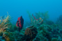 slides/IMG_8045.jpg Coral Sea Fans Rocks, July 25 2010, OkieDokie, Spearfishing Atlantic July 25 2010 IMG_8045