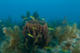 slides/IMG_8109.jpg Coral Sea Fans Rocks, July 25 2010, MrayFingers, Spearfishing Atlantic July 25 2010 IMG_8109