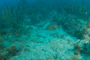slides/IMG_8124.jpg Coral Sea Fans Rocks, Grouper, July 25 2010, MrayFingers, Spearfishing Atlantic July 25 2010 IMG_8124
