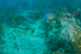 slides/IMG_8156.jpg Blue Angelfish, Coral Sea Fans Rocks, July 25 2010, MrayFingers, Spearfishing Atlantic July 25 2010 IMG_8156