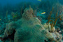 slides/IMG_8165.jpg Coral Sea Fans Rocks, July 25 2010, MrayFingers, Spearfishing Atlantic July 25 2010 IMG_8165