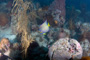 slides/IMG_8304_Edit.jpg Coral Sea Fans Rocks, July 25 2010, MoreFingers, Queen Angel, Spearfishing Atlantic July 25 2010 IMG_8304_Edit