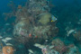 slides/IMG_8336.jpg Coral Sea Fans Rocks, French Angel, Good50ft, Spearfishing Atlantic July 26 2010 IMG_8336