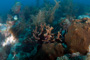 slides/IMG_8340_Edit.jpg Butterflyfish, Coral Sea Fans Rocks, Good50ft, Spearfishing Atlantic July 26 2010 IMG_8340_Edit