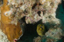 slides/IMG_8343.jpg Coral Sea Fans Rocks, Good50ft, Green Moray, Spearfishing Atlantic July 26 2010 IMG_8343