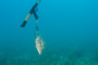 slides/IMG_8386.jpg 006, Catch, Coral Sea Fans Rocks, Hogfish, Spearfishing Atlantic July 26 2010 IMG_8386
