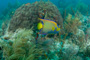 slides/IMG_8408.jpg 006, Coral Sea Fans Rocks, Queen Angel, Spearfishing Atlantic July 26 2010 IMG_8408