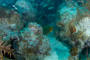 slides/IMG_8460_Edit.jpg Coral Sea Fans Rocks, Green Moray, OkieDokie, Spearfishing Atlantic July 26 2010 IMG_8460_Edit