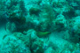 slides/IMG_8467.jpg Coral Sea Fans Rocks, Green Moray, OkieDokie, Spearfishing Atlantic July 26 2010 IMG_8467