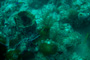 slides/IMG_8470.jpg BlueHead Wrasse, Coral Sea Fans Rocks, Green Moray, OkieDokie, Spearfishing Atlantic July 26 2010 IMG_8470