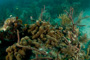 slides/IMG_8508.jpg Coral Sea Fans Rocks, OkieDokie, Rainbow Wrasse, Spearfishing Atlantic July 26 2010 IMG_8508