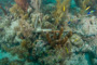 slides/IMG_8515.jpg Anchor, BlueHead Wrasse, Coral Sea Fans Rocks, OkieDokie, Spearfishing Atlantic July 26 2010 IMG_8515