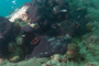 slides/IMG_8554_Edit.jpg Coral Sea Fans Rocks, Lobstering then Spearfising Hog1 July 28 2010 IMG_8554_Edit
