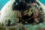 slides/IMG_8568_Edit.jpg Coral Sea Fans Rocks, Lobster, Lobstering then Spearfising Hog1 July 28 2010 IMG_8568_Edit