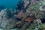 slides/IMG_8583_Edit.jpg Coral Sea Fans Rocks, Grouper, Lobstering then Spearfising Hog1 July 28 2010 IMG_8583_Edit