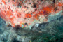 slides/IMG_8603_Edit.jpg Butterflyfish, Coral Sea Fans Rocks, Lobstering then Spearfising Hog1 July 28 2010 IMG_8603_Edit