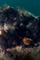 slides/IMG_8608_Edit.jpg Coral Sea Fans Rocks, Lobstering then Spearfising Hog1 July 28 2010 IMG_8608_Edit