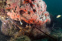 slides/IMG_8613_Edit.jpg Butterflyfish, Coral Sea Fans Rocks, French Grunt, Lobster, Lobstering then Spearfising Hog1 July 28 2010 IMG_8613_Edit