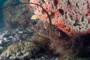 slides/IMG_8615_Edit.jpg Butterflyfish, Coral Sea Fans Rocks, Lobster, Lobstering then Spearfising Hog1 July 28 2010, Porkfish IMG_8615_Edit